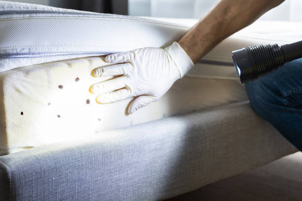 Best Best Pest Control Companies  in Box Elder, SD
