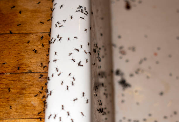 Best Flea Control Services  in Box Elder, SD