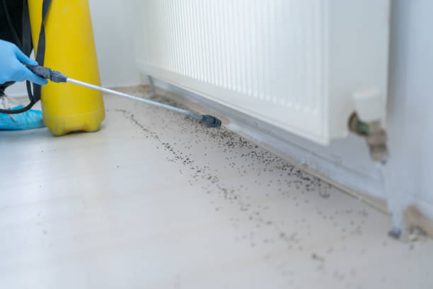 Best Flea Control Services  in Box Elder, SD